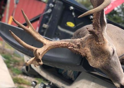 Deer in back of truck