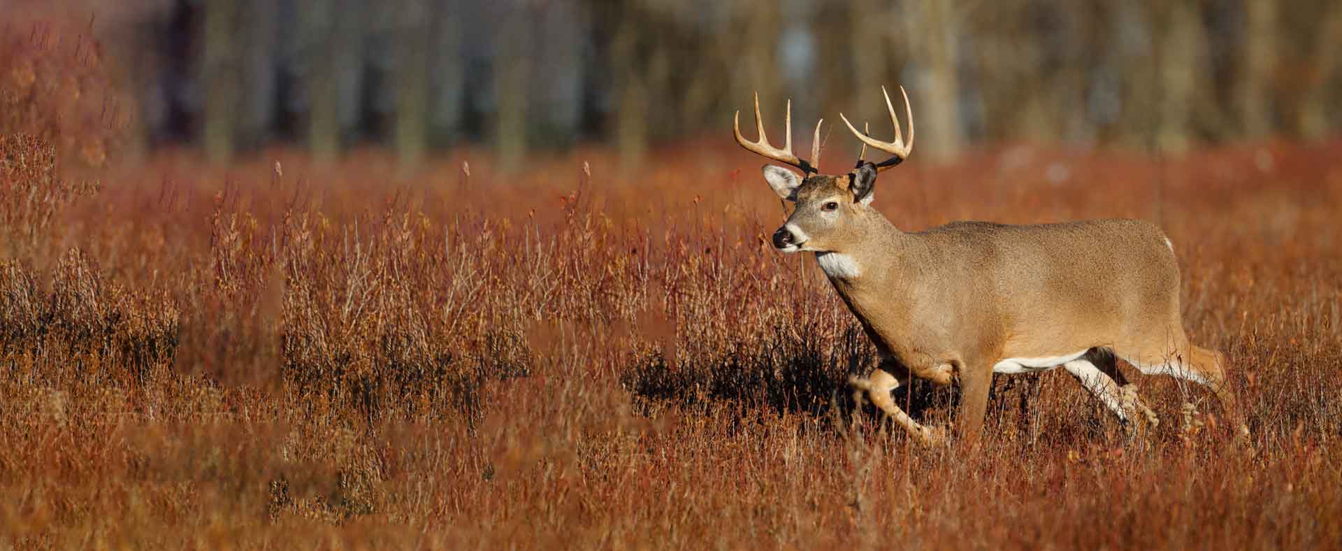 Deer & Elk Processing Wild Country Meats Cleveland, OK Wild Game