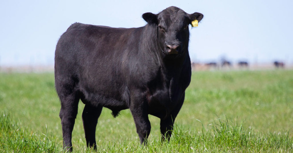 Black Angus Steer