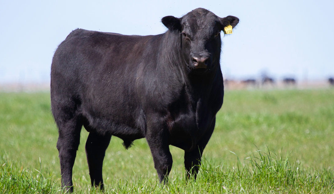 Buy a Quarter Cow Online in Oklahoma