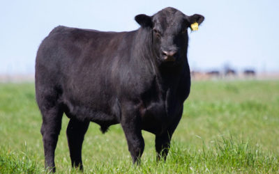 Buy a Quarter Cow Online in Oklahoma