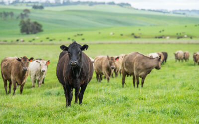 Why Grass-fed, Grain-finished Beef Has Better Marbling